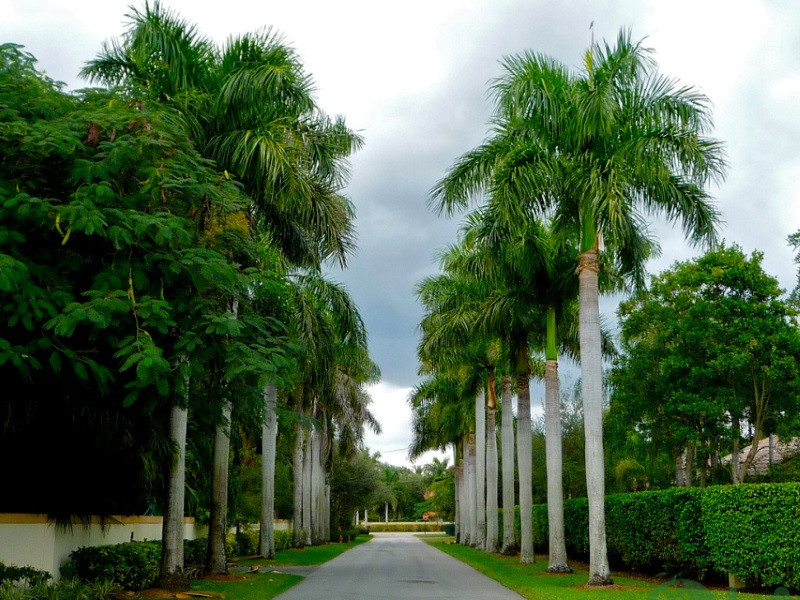 cây cảnh vườn biệt thự