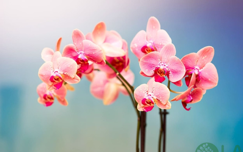 cây cảnh sân vườn biệt thự