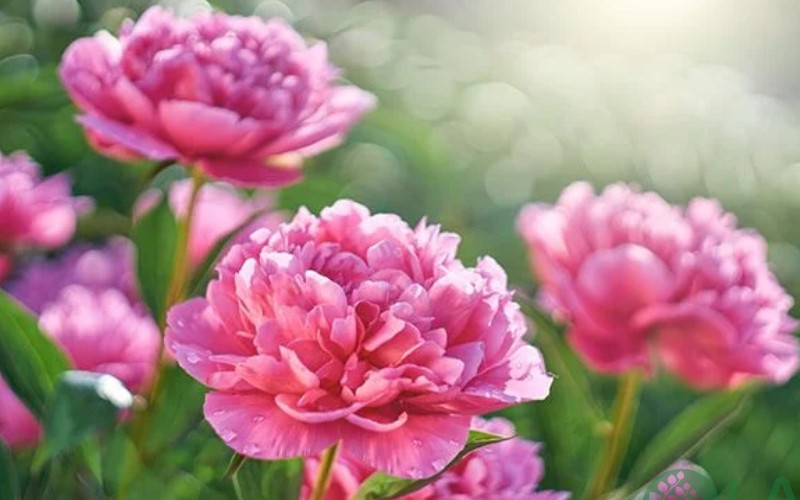 cây cảnh sân vườn biệt thự