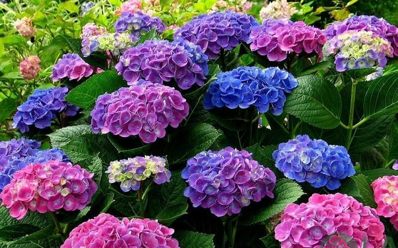 cây cảnh sân vườn biệt thự