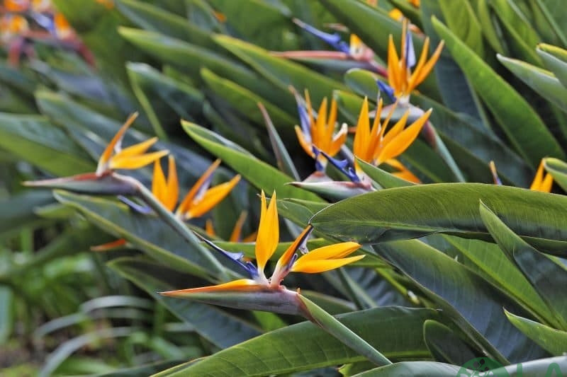 Cây cảnh sân vườn biệt thự