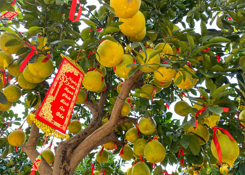 tiểu cảnh sân vườn ngày Tết