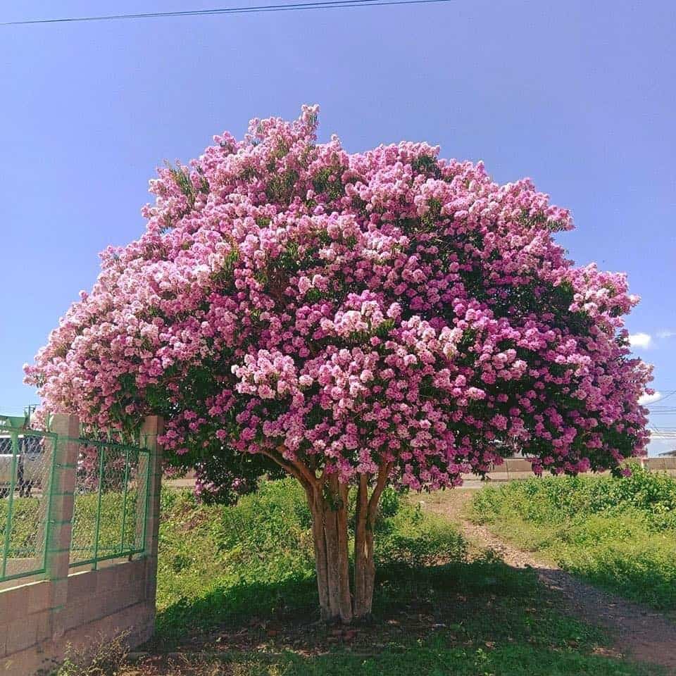 các loại cây trồng ở công viên