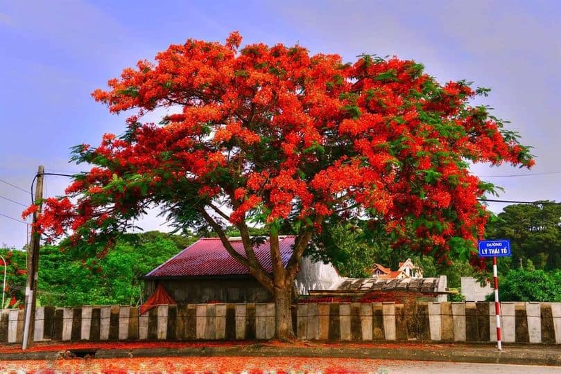 các loại cây trồng công viên