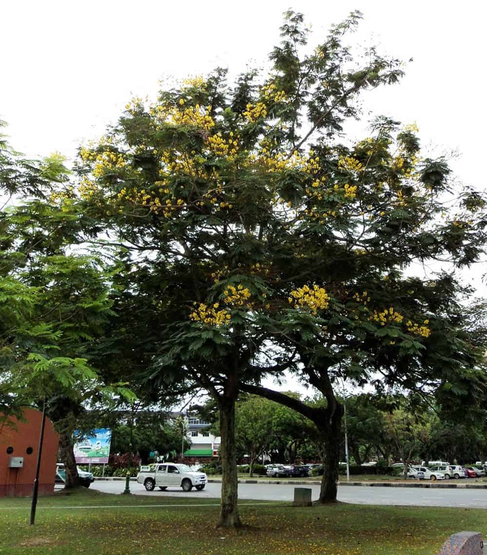 các loại cây trồng công viên