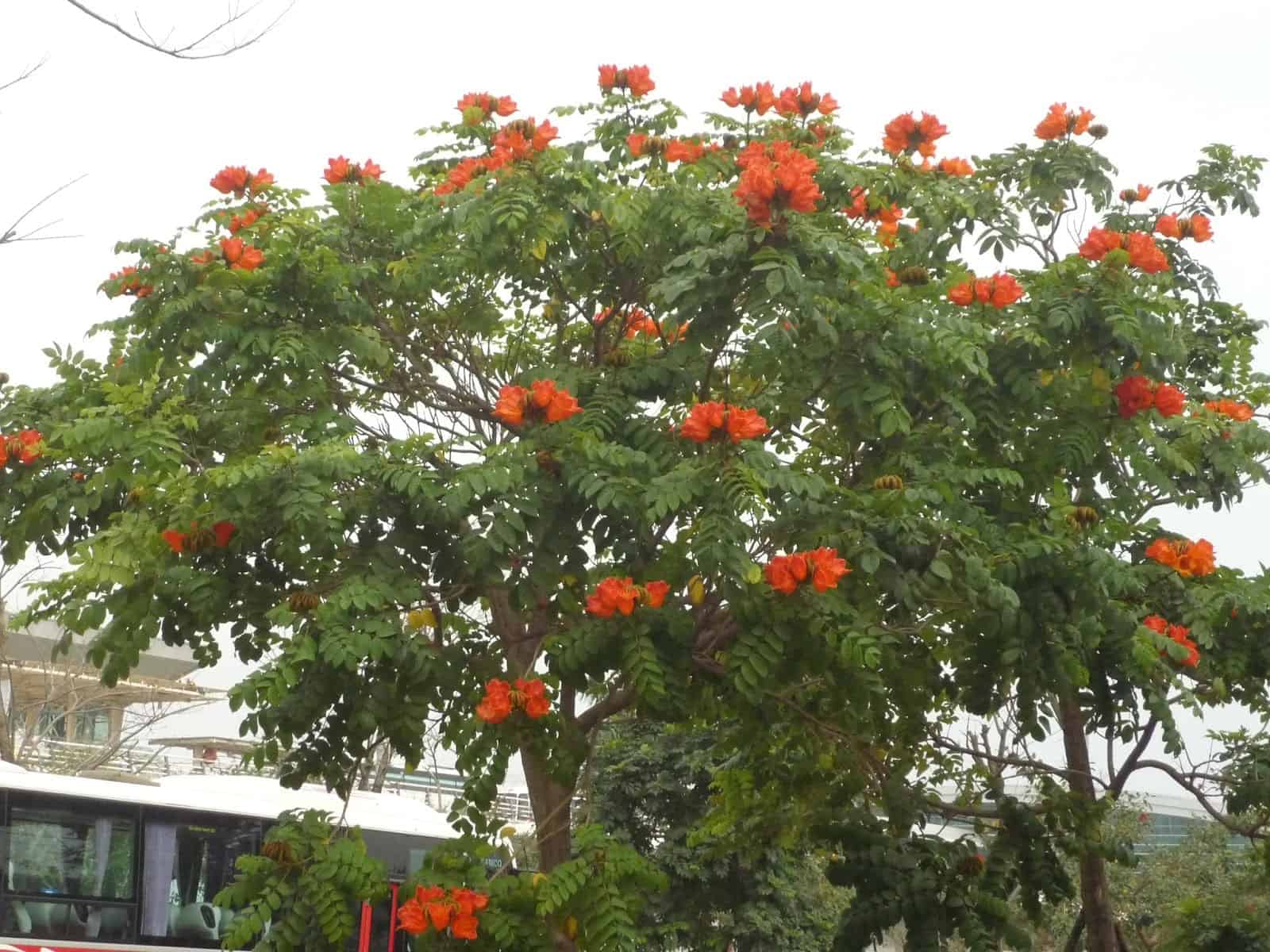 các loại cây trông công viên