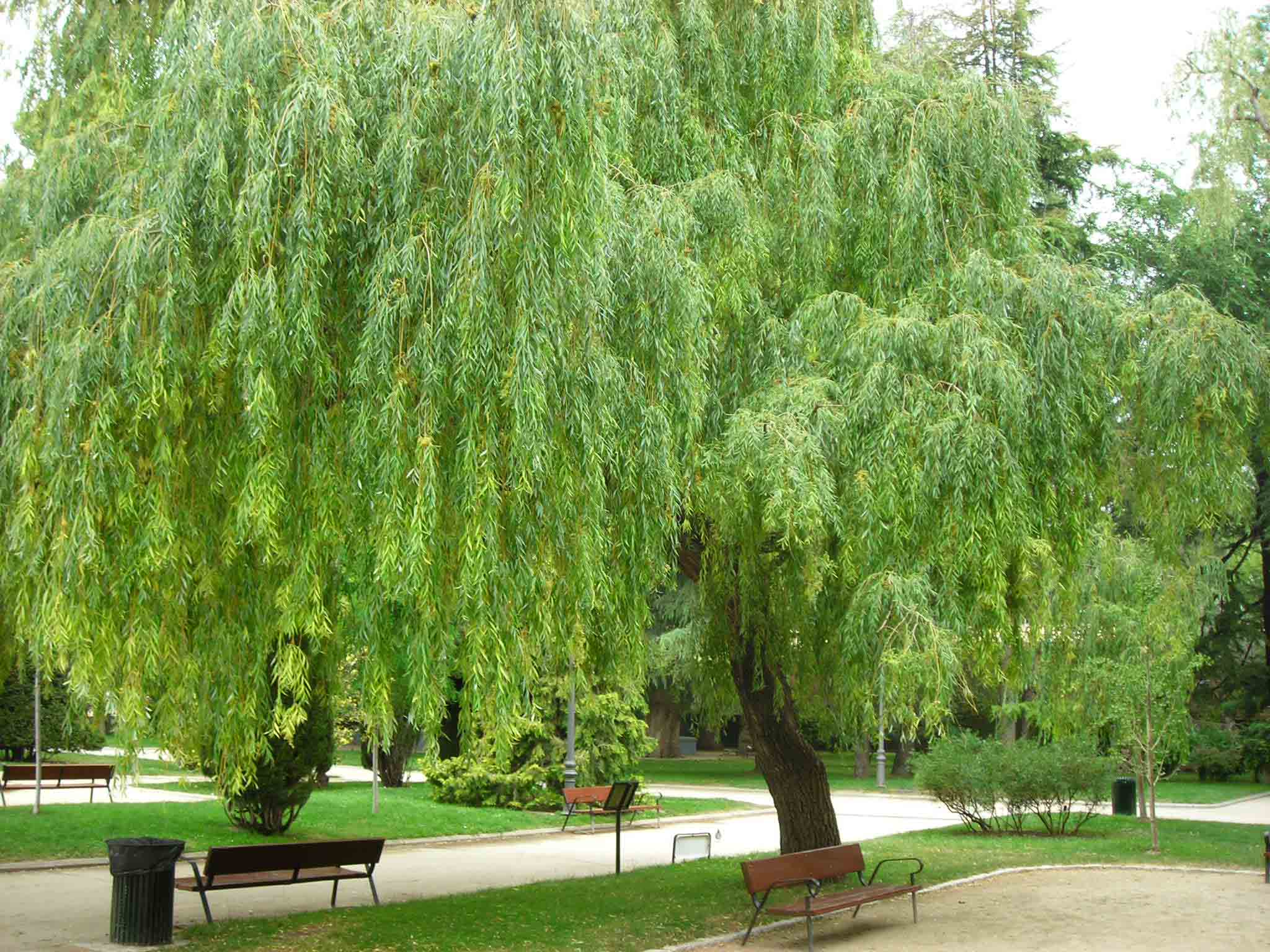 các loại cây ở công viên