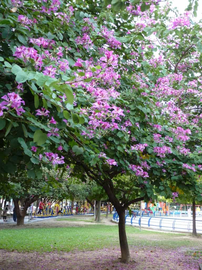 các loại cây trồng công viên