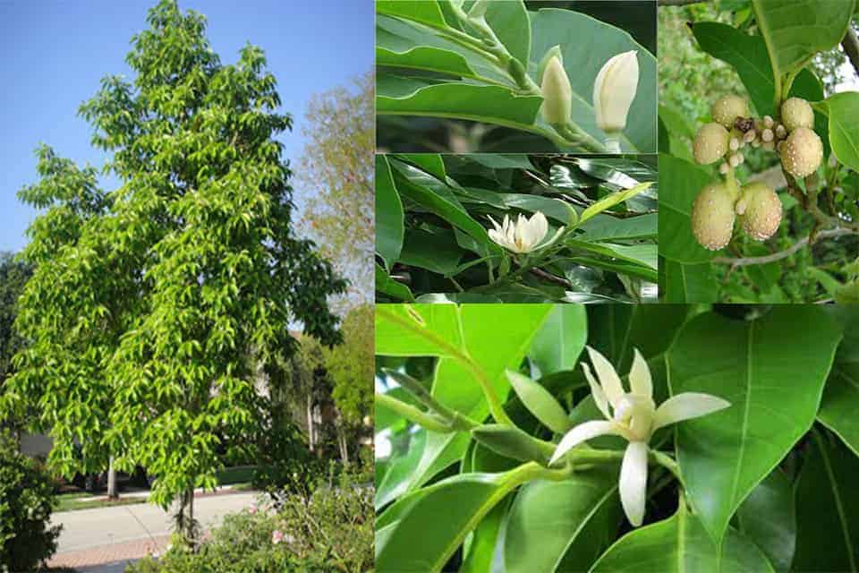 các loại cây trồng ở công viên