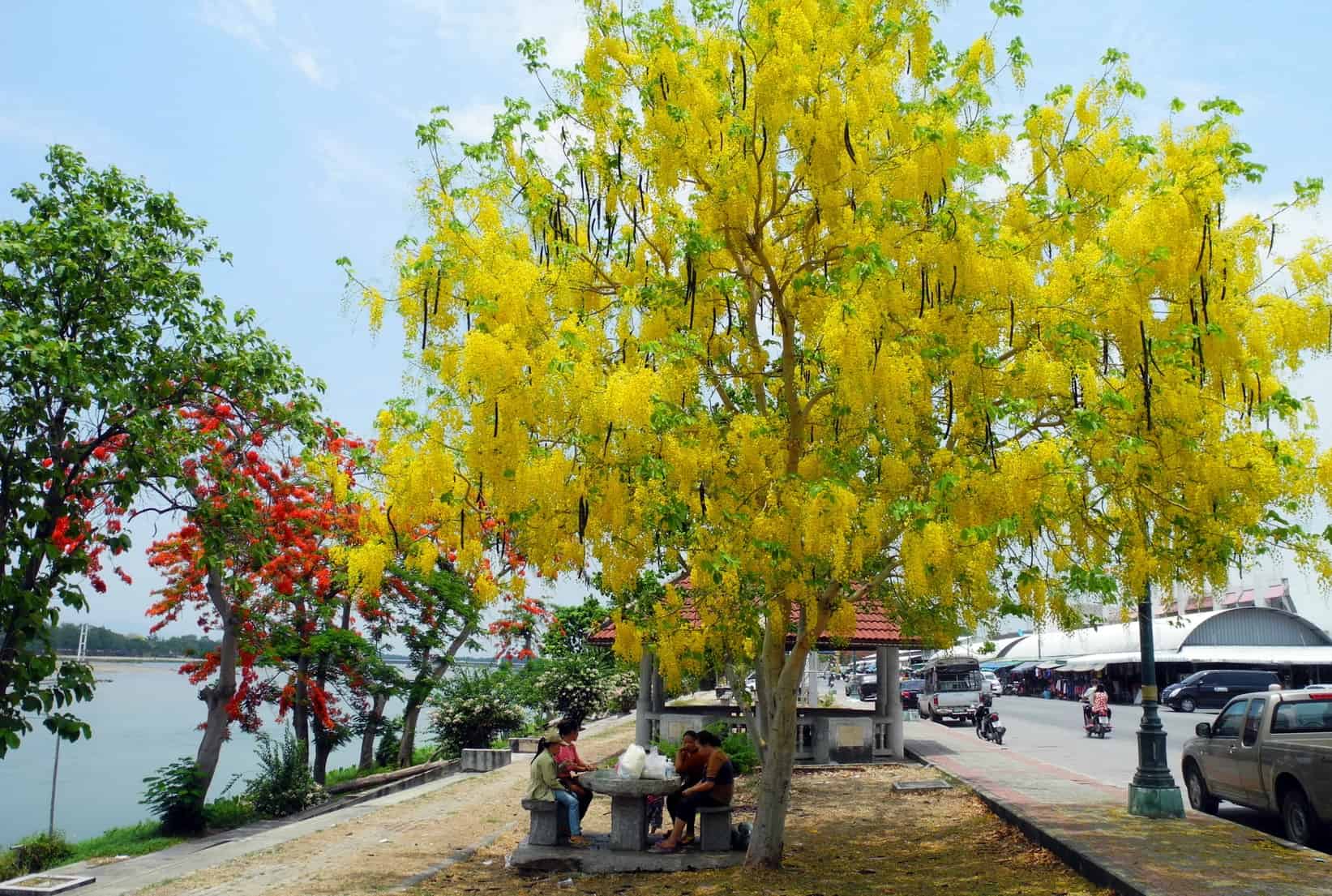 các loại cây trồng công viên