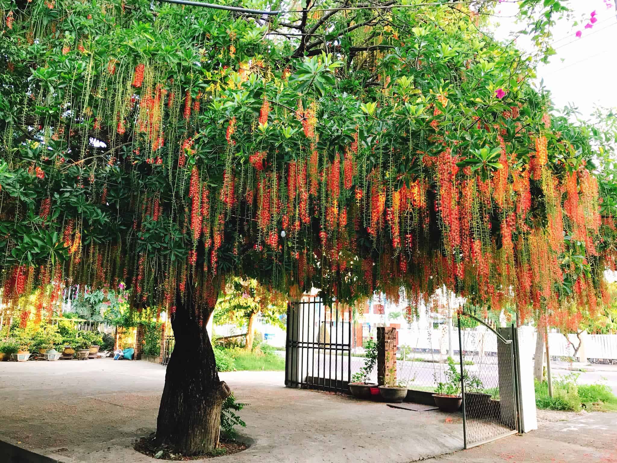 các loại cây xanh trồng trong công viên