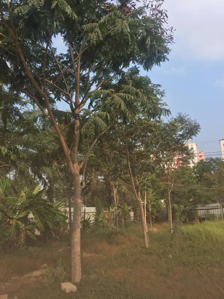 Thi công cảnh quan sân vườn 