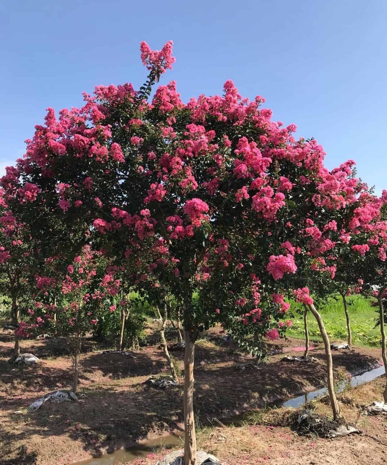 cây trồng công viên