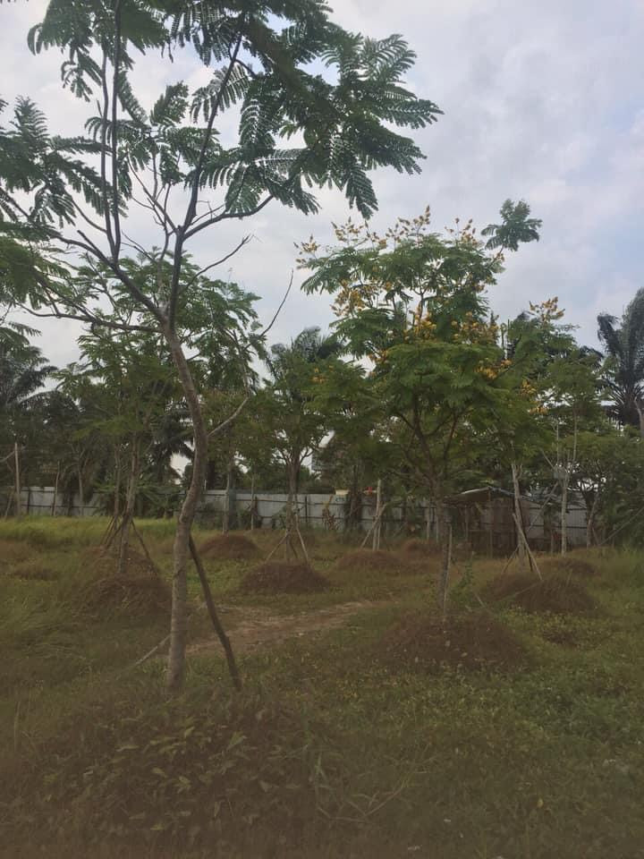 Thi công cảnh quan sân vườn trường học