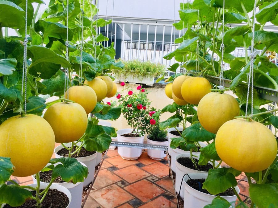 thiết kế sân thượng đẹp cho nhà ống thiết kế sân thượng đẹp cho nhà ống