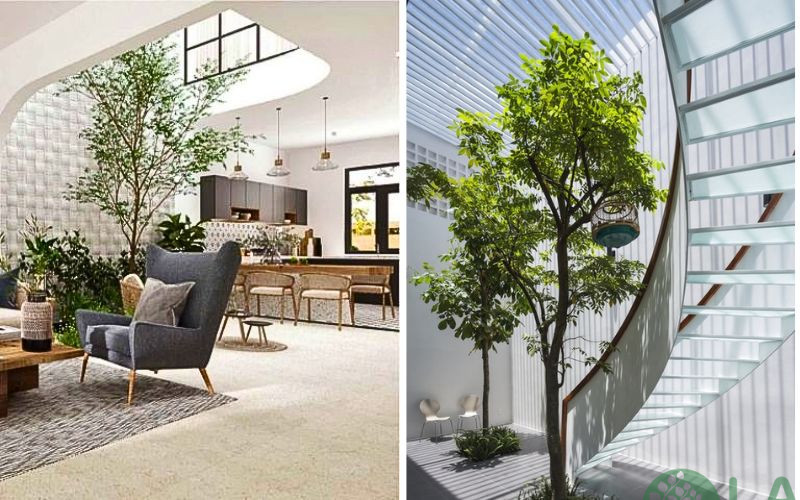 tiểu cảnh giếng trời nhà ống 