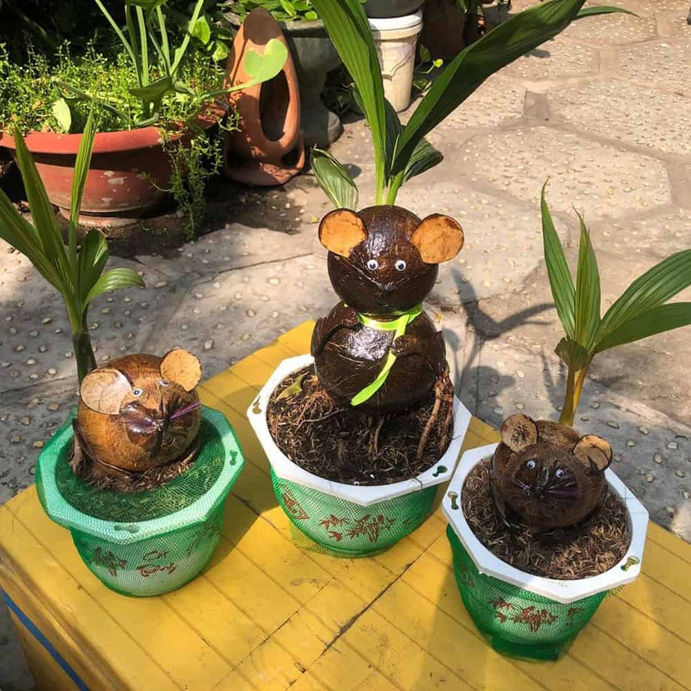 trồng dừa cảnh trong nhà