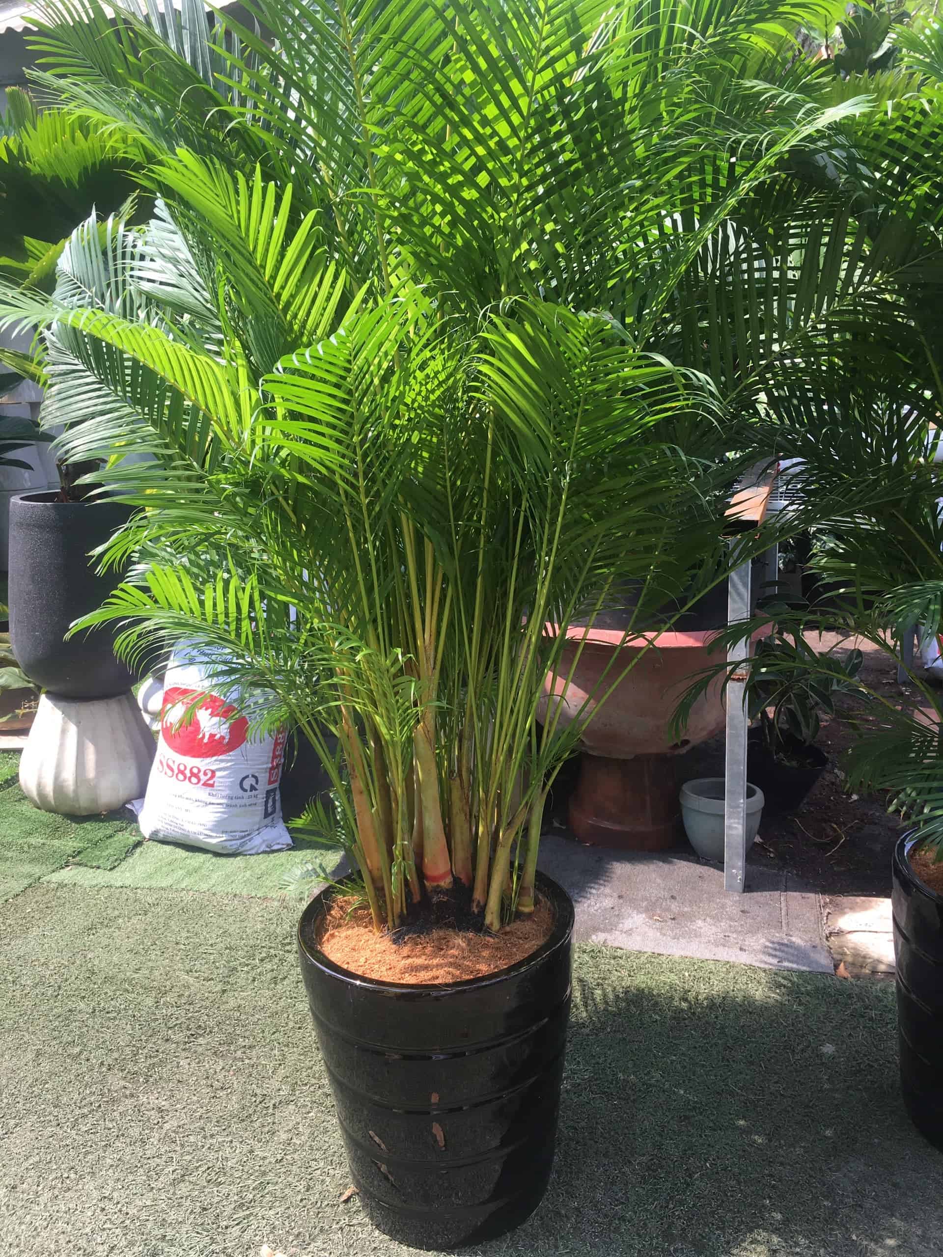 cây dừa cảnh trồng trong nhà