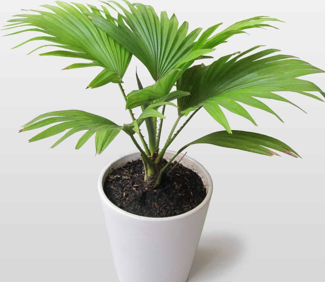 có nên trồng dừa cảnh trong phòng