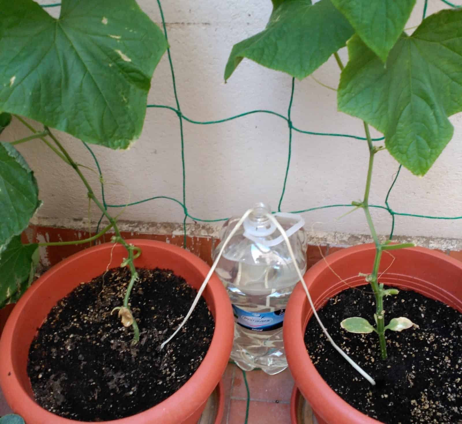 cách làm hệ thống tưới nước nhỏ giọt tự làm hệ thống tưới nhỏ giọt