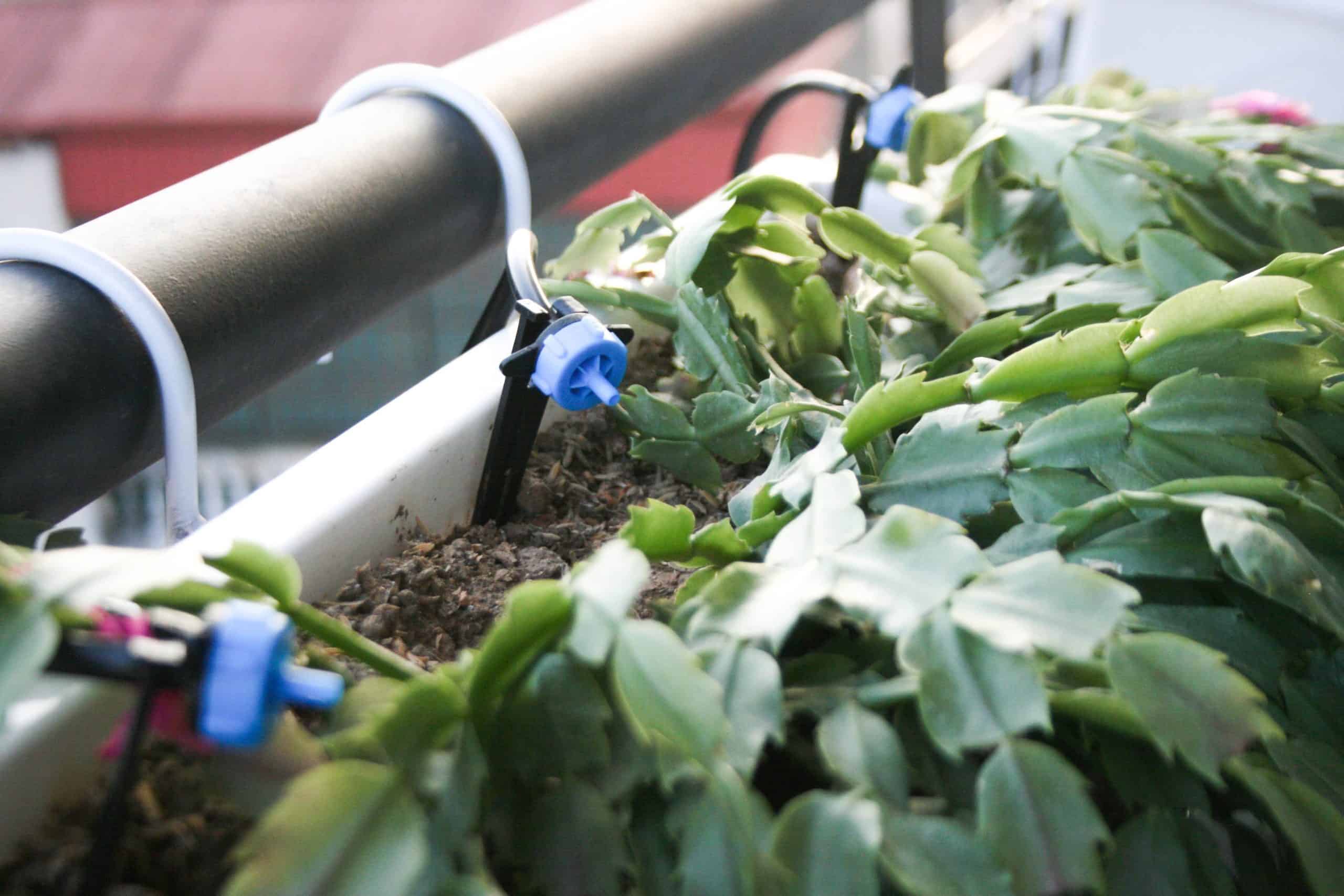 cách làm hệ thống tưới nước nhỏ giọt thiết kế hệ thống tưới nhỏ giọt đơn giản