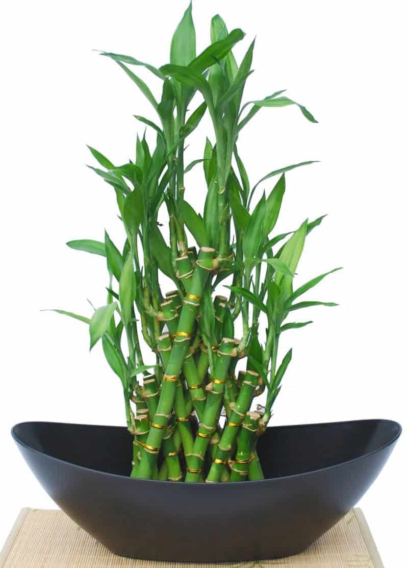 cây hút khí độc trong phòng làm việc