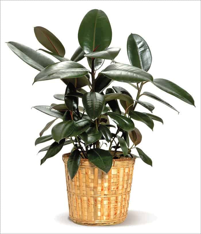 cây hút khí độc trong văn phòng