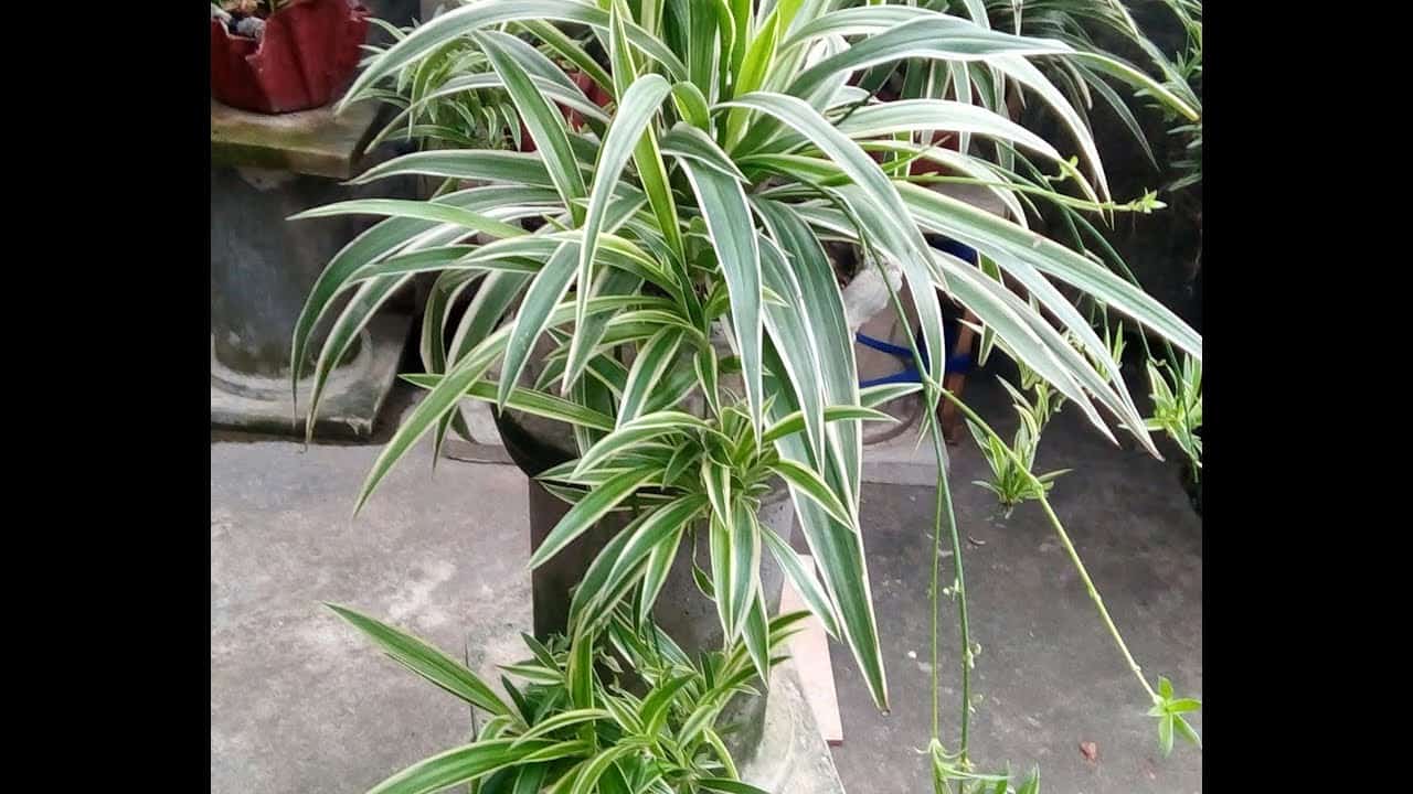 cây hút độc trong văn phòng