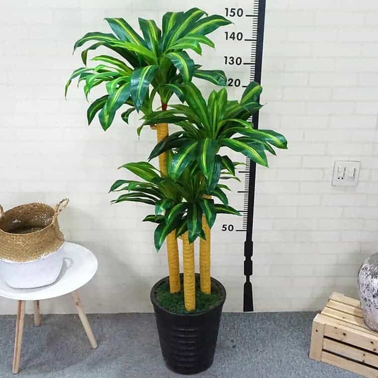 cây hút độc trong văn phòng