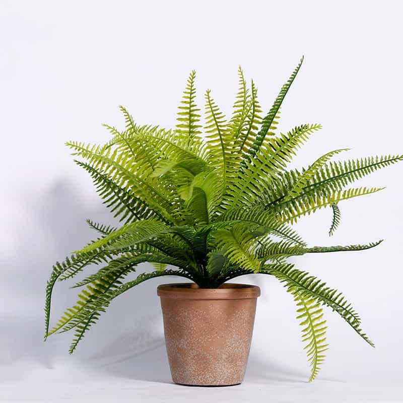 cây hút khí độc trong phòng làm việc