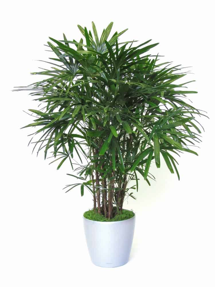 cây hút khí độc trong phòng làm việc