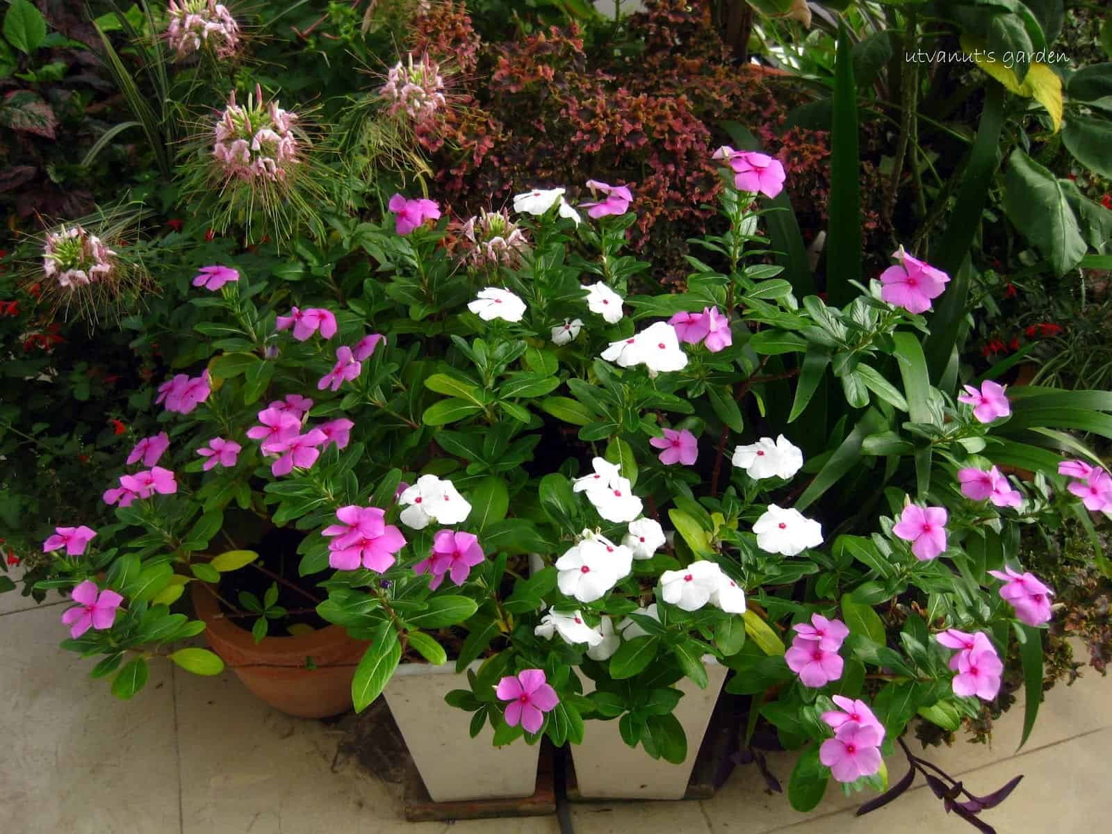 trồng cây dừa cạn bằng cành