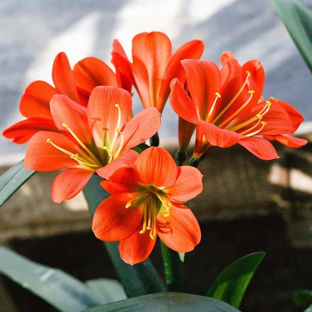 lan quân tử ra hoa vào mùa nào