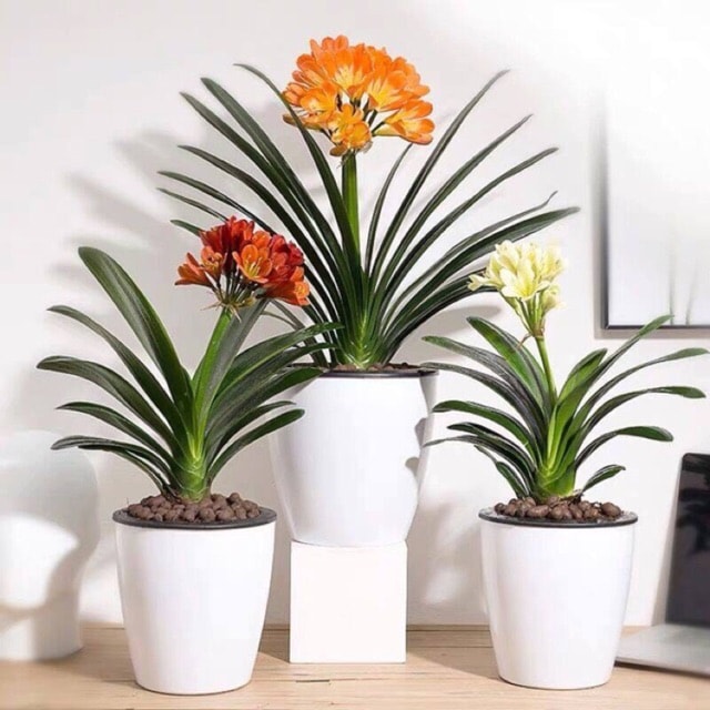 lan quân tử ra hoa mùa nào