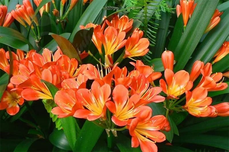 khi nào lan quân tử nở hoa