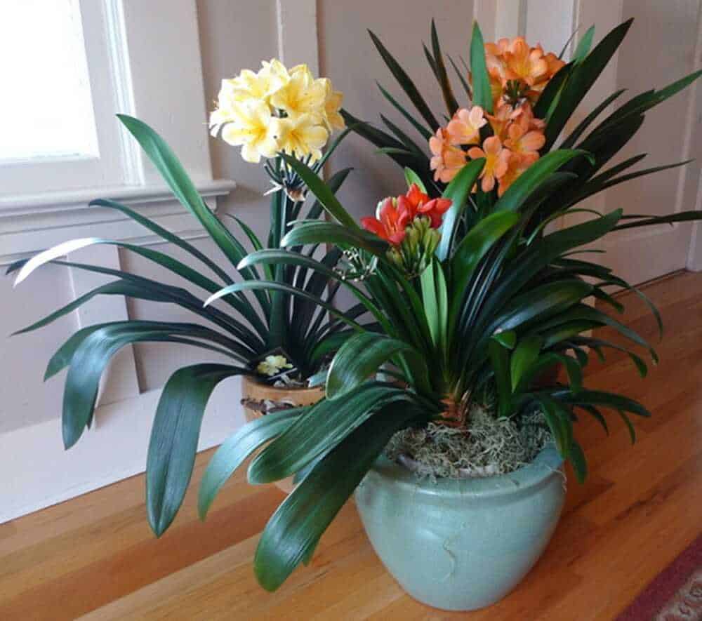 khi nào lan quân tử nở hoa