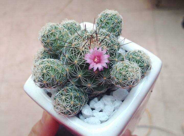 cách chăm xương rồng trứng cút