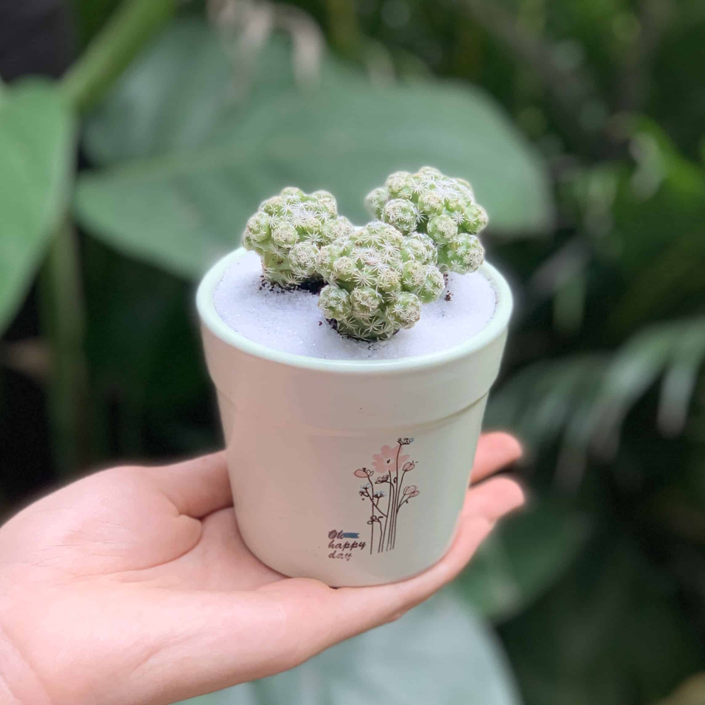 cách chăm sóc xương rồng trứng cút