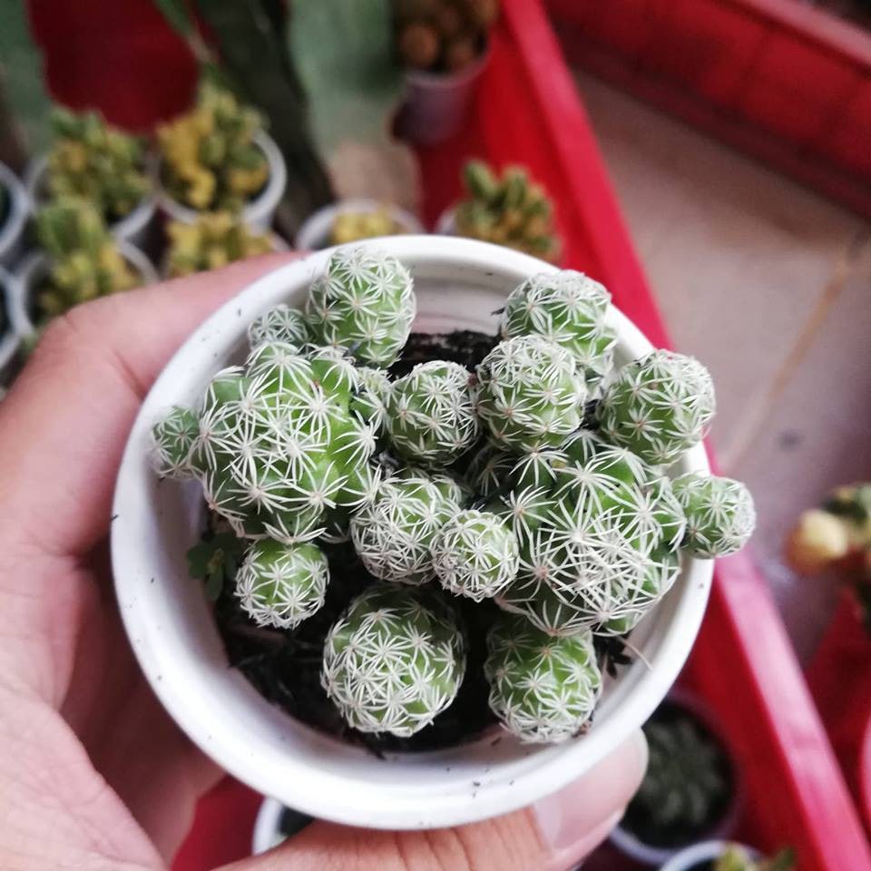 cách chăm xương rồng trứng cút