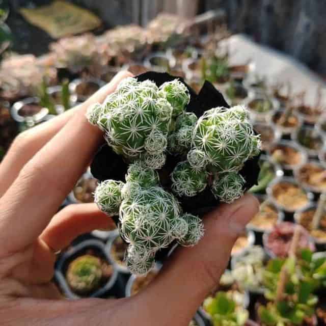 cách chăm xương rồng trứng cút