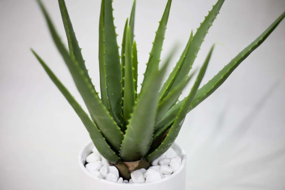 cây nha đam có trồng trong nhà được không cây nha đam trồng trong nhà có tốt không