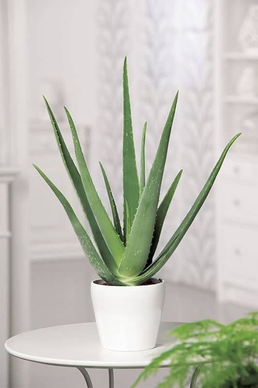 có nên trồng cây nha đam trong nhà có nên trồng cây nha đam trong nhà