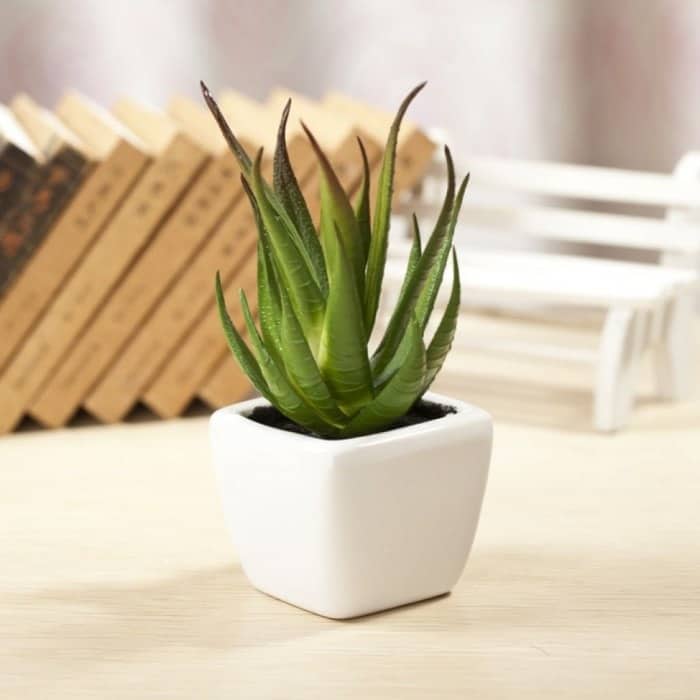 Tác dụng trồng cây nha đam trong nhà trồng cây nha đam trong nhà có tốt không