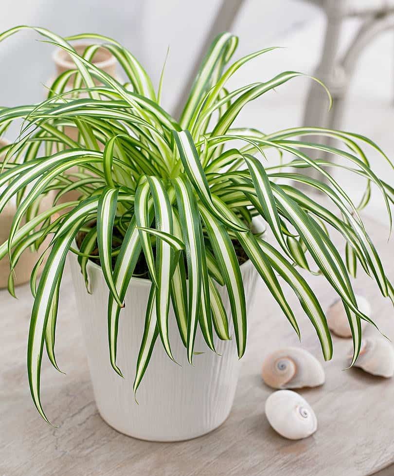 cách trồng cây dây nhện thủy sinh