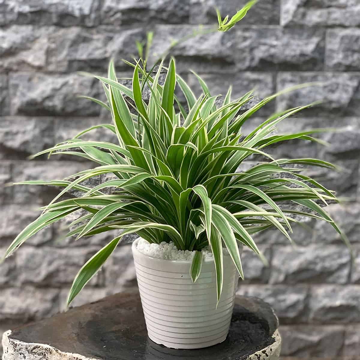 trồng cây dây nhện thủy sinh