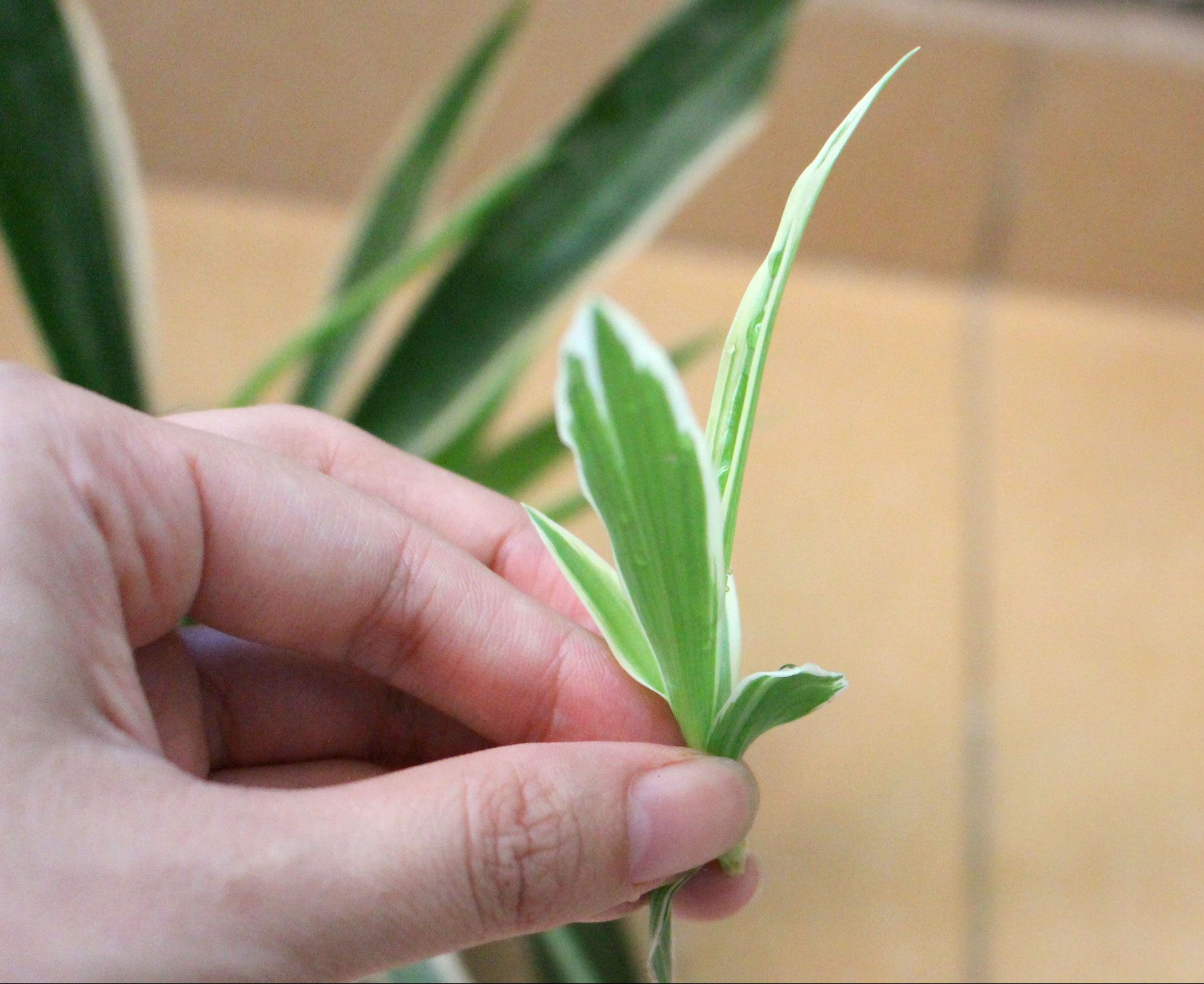 cây dây nhện trồng trong nước