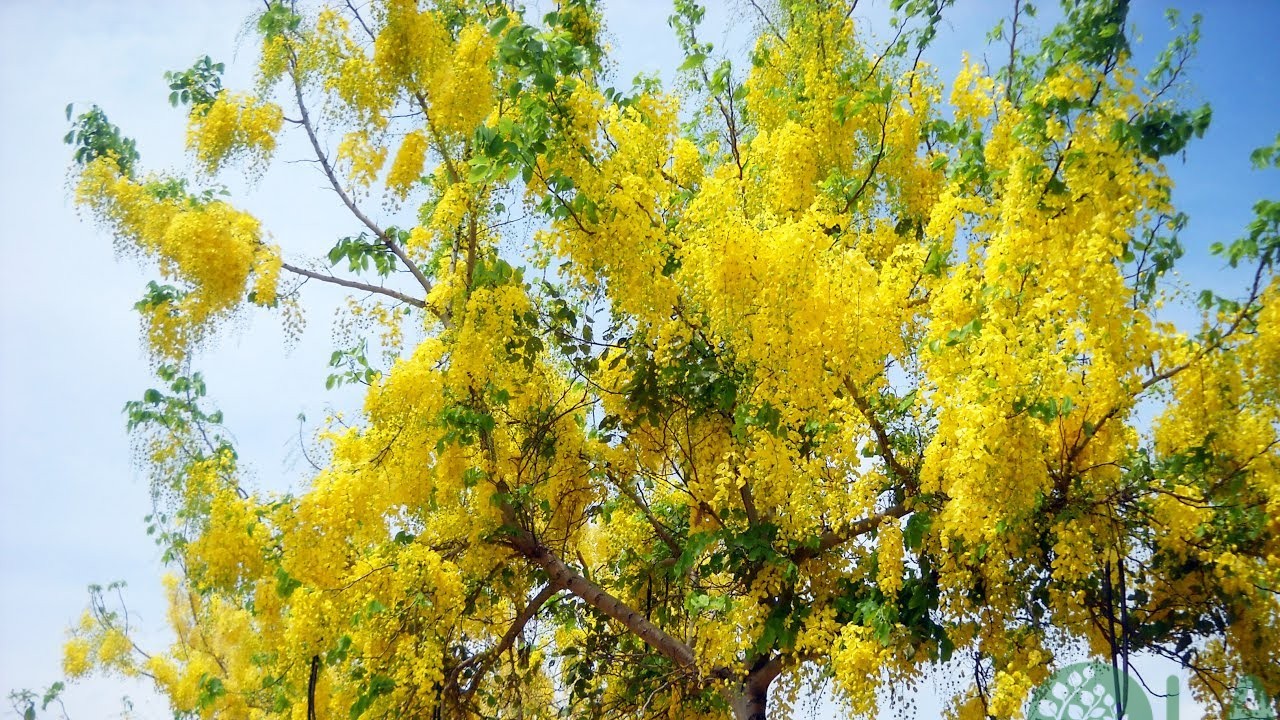 cây leo ban công chung cư