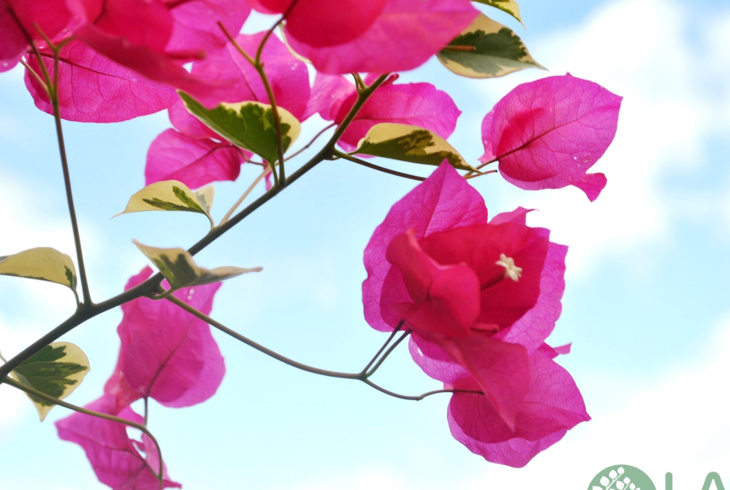 cây leo ban công chung cư