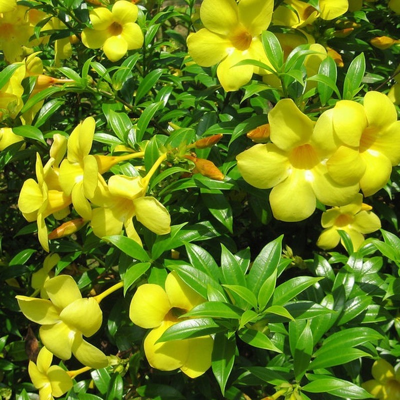 trồng cây leo ban công