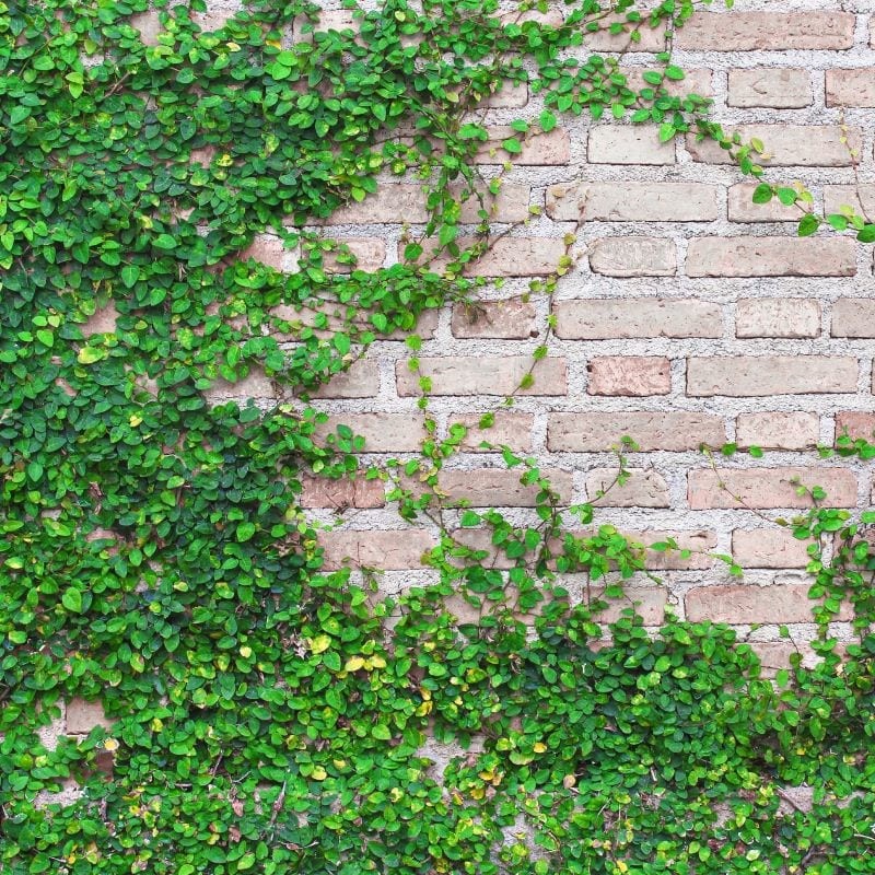 cây leo ban công chung cư